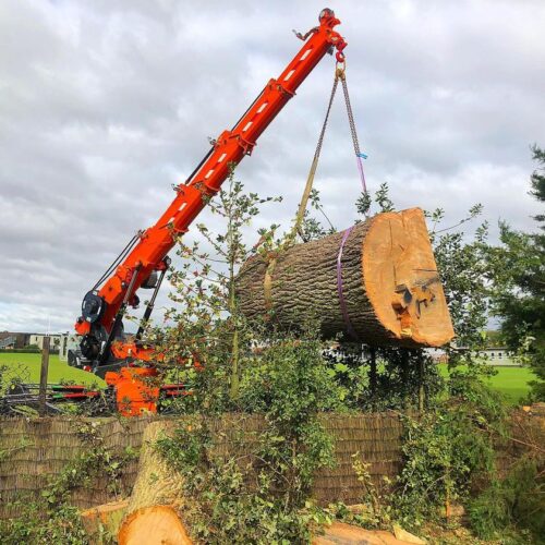 Jekko assisting with tree removal
